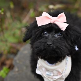 Cavapoo, Cockapoo, and Poodle Puppies from Heavenly Puppies to Love