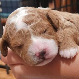 Oreo - Red male Cavapoo puppy in Glendale, Arizona from Cool Cavapoos