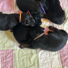 Girl 2 - Black and red female German Shepherd puppy in Spencer, Wisconsin from T Double B LLC