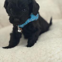 Kole - Black male Cavapoo puppy in Wanette, Oklahoma from Christina Kolovos