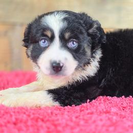 OG-5 - Black tri female Miniature Australian Shepherd puppy in Citra, Florida from Southpaw Herders LLC