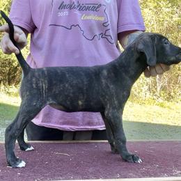 Dark Brindle - Brindle female Mountain Cur puppy in Georgetown, Ohio from Walnut Ridge Mountain Curs