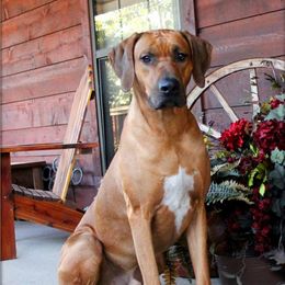 Roux - Rhodesian Ridgeback