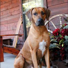 Roux - Rhodesian Ridgeback
