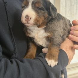Wyatt - Blue merle male Bernedoodle puppy in Campbellsville, Kentucky from Blue Belle Hills Bernedoodles