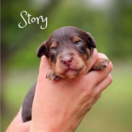 Story - Phantom female Goldendoodle puppy in Cleveland, Tennessee from Edgewater Doodles & Designer Pups