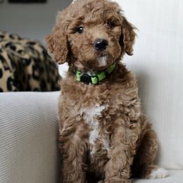 Laurel - Red  female Goldendoodle puppy in College Station, Texas from Em & El Doodles
