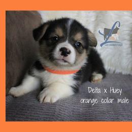 Orange male - Black and tan male Pembroke Welsh Corgi puppy in Wayne City, Illinois from Lash Livestock & Corgis