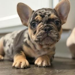 Versace - Tricolors male French Bulldog puppy in Porter, Texas from Red Label Frenchies
