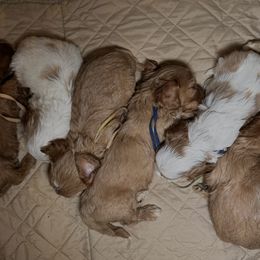 Cavapoo puppies from Alex Camp