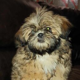 Boy 1 - Shih Tzu puppy in Birmingham, Alabama from K&D kennels