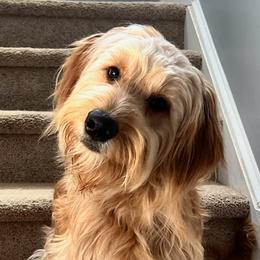 Lucy - Goldendoodle