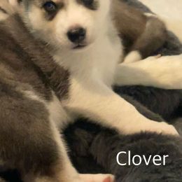 Siberian Husky Puppies from Husky Love and Pups