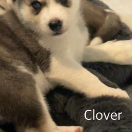Siberian Husky Puppies from Husky Love and Pups