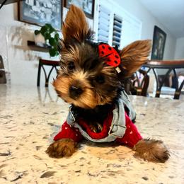 Libby - Black and tan female Yorkshire Terrier puppy in Yuma, Arizona from Yuma Yorkie