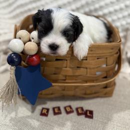 Shichon Puppies from Burton Creek Puppies