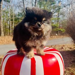 Gucci - Black and tan female Pomeranian puppy in Buck Valley, Pennsylvania from Buck Valley Pomeranians