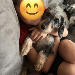 Boxer and Dachshund All Grown Up from Bella Familia Puppies