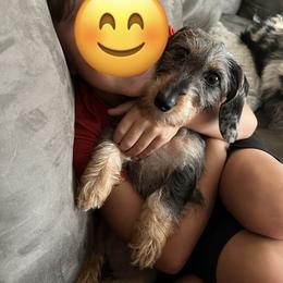 Boxer and Dachshund All Grown Up from Bella Familia Puppies