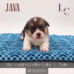 Java - Black and tan male Pembroke Welsh Corgi puppy in Pine Village, Indiana from NL Horsemanship