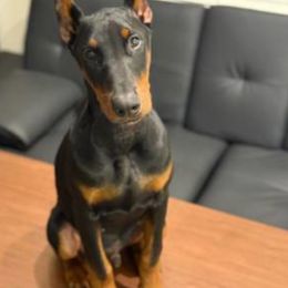 Doberman Pinscher Puppies from Morningstar Kennel
