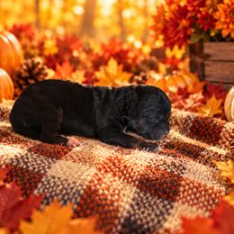 Dixie - Black and tan female Cavapoo puppy in Myrtle Beach, South Carolina from Colorful-K9'S