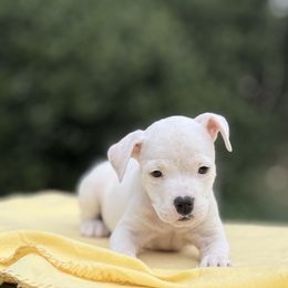 Zippy - White female American Staffordshire Terrier puppy in Guilford County, North Carolina from Explicit Kennel