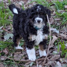 Helena - female Australian Mountain Doodle puppy in Placerville, California from Quartz Mountain Doodles