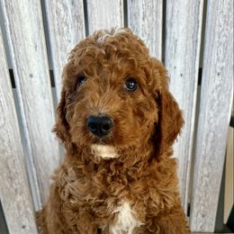 Bright green - Red male Irish Doodle puppy in Bloomfield, Iowa from Schooley Doodles