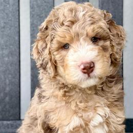 Charlie - Chocolate merle male Bernedoodle puppy in California from Cam’s Doodlez