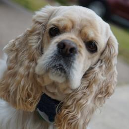 Lucky - Cocker Spaniel