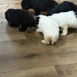 Maltipoo Puppies from Kirksey Texas Elite Maltidoodles