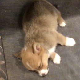 Pembroke Welsh Corgi Puppies from Redwood Corgis