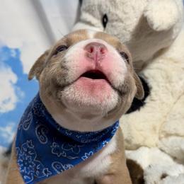 Trigger - Blue fawn male American Bully puppy in Princeton, Texas from District 12 Kennels