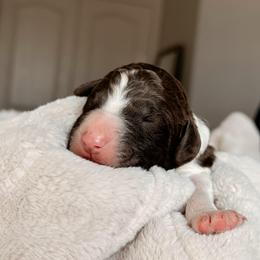 Pinto, Boy - Brown and white male Bernedoodle puppy in Maricopa, Arizona from Desert Ridge Doodles