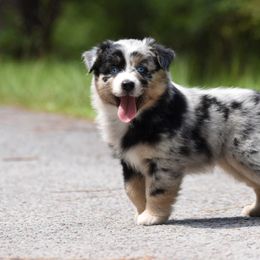Miniature American Shepherd and Miniature Australian Shepherd Puppies from MarvelMAS Miniature American Shepherds