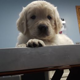 Golden Retriever Puppies from Fiddle In Gold Retrievers