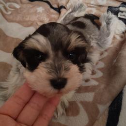 Starla - Parti female Miniature Schnauzer puppy in Florida from Central Florida Schnauzers