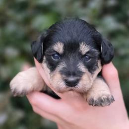 Linus - Black and tan male Schnoodle puppy in Timmonsville, South Carolina from For the LOVE of Poodles, Doodles and Sheepdogs