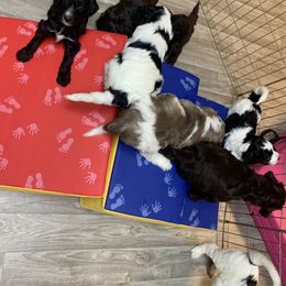 Goldendoodle Puppies from FamilyLoved Doodles