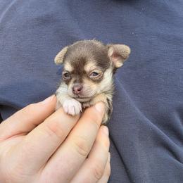 Mal - Chocolate and tan male Chihuahua puppy in East Camden, Arkansas from RoyAl