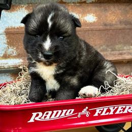 Jet - Agouti and white male Siberian Husky puppy in Union Grove, Alabama from Southern Siberian Life