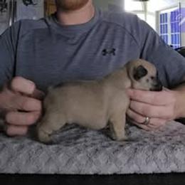 French Bulldog Puppies from Reds Frenchies