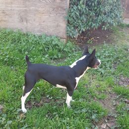 Aoife - Rat Terrier