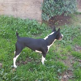 Aoife - Rat Terrier