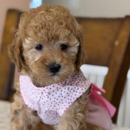 Cavapoos, Goldendoodles, Maltipoos, and Poodles from Precious Paws Ranch