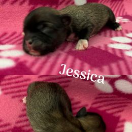 Jessica - Cream female Lhasa Apso puppy in Cincinnati, Ohio from Shangri-La Lhasa Apsos