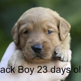 Black Boy - Dark golden male Golden Retriever puppy in Gonzales, Louisiana from True Grit Golden Retrievers