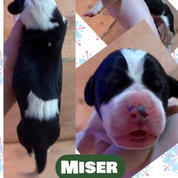 Miser - Mantle male Great Dane puppy in Wellsville, New York from Prophecy Danes