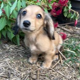 Shaded Cream Male - Cream male Dachshund puppy in Ely, Iowa from Cedar River Mini Dachshunds